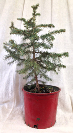 potted spruce