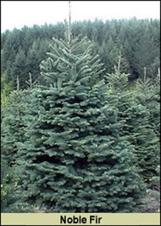 Noble Fir