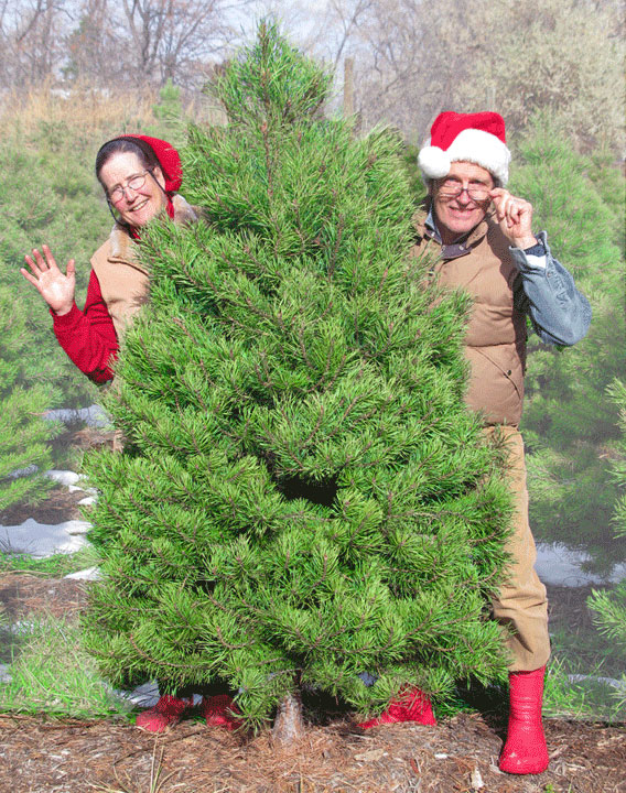 We have lots of trees in our tree farm!