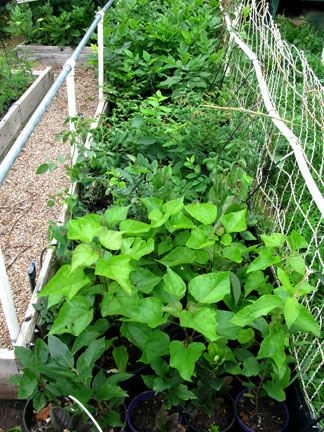 Seedling nursery: catalpas, Golden Rain and ash seedlings for next year.