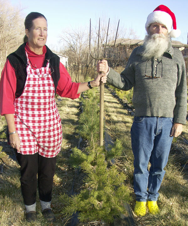 Working in the Christmas tree farm