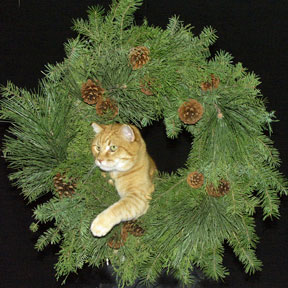 Christmas wreath for sale