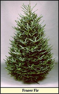 Fraser Fir